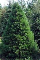 Pinus Sylvestris - Scots Pine Trees from Heathwood Nurseries